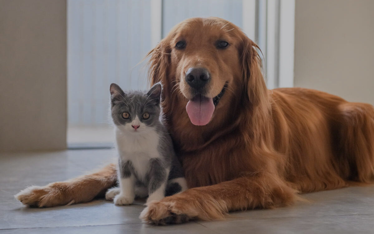 Animalia+ image avant
