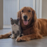 Animalia+ image avant