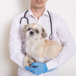 Veto Chirurgical image avant
