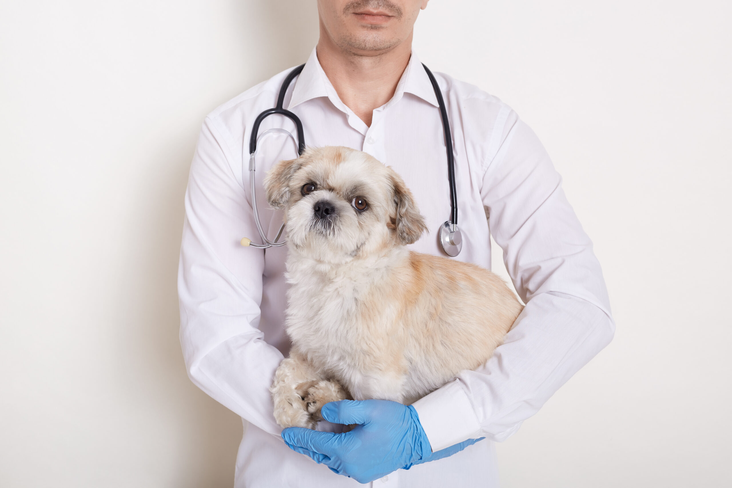 Veto Chirurgical image avant